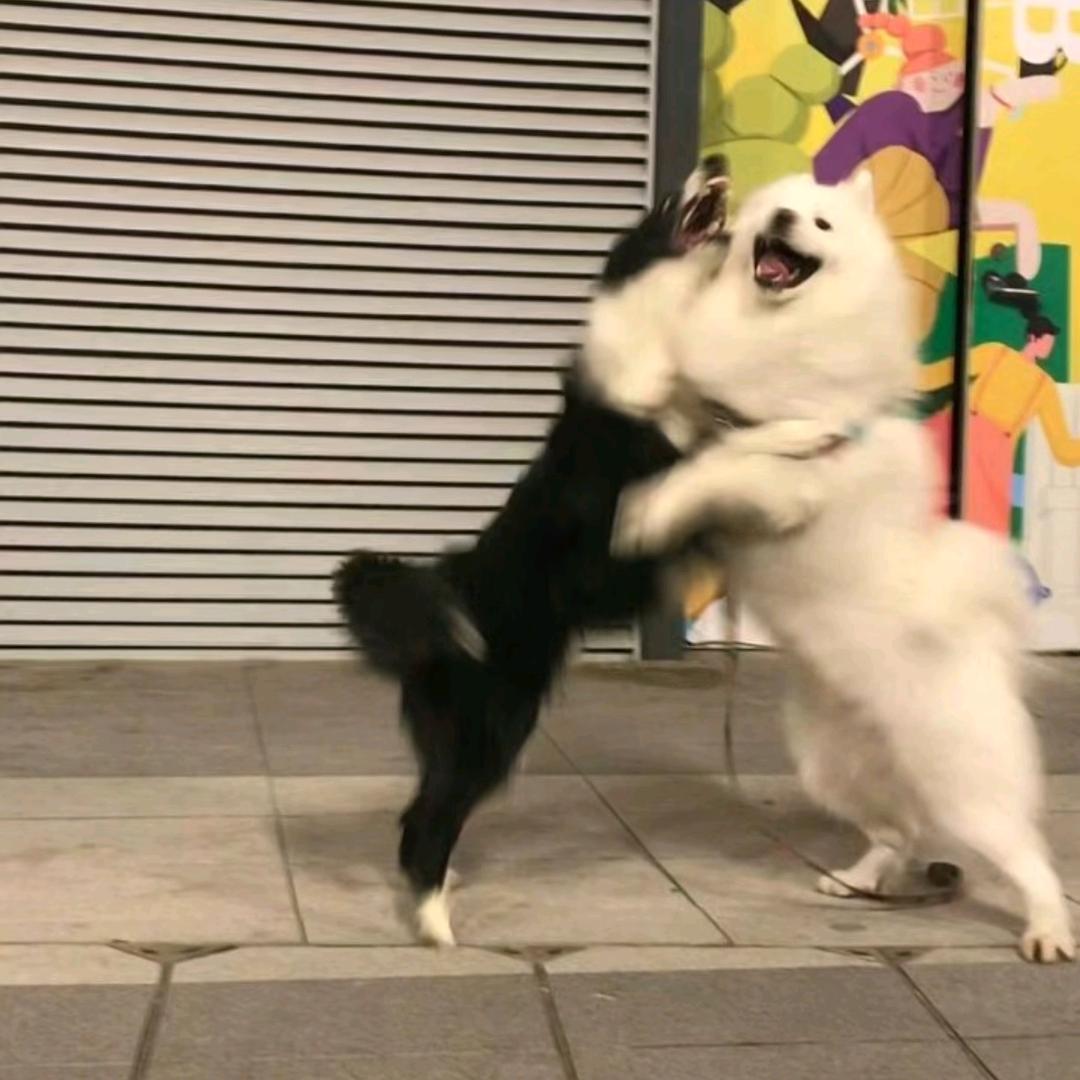 狗鱼