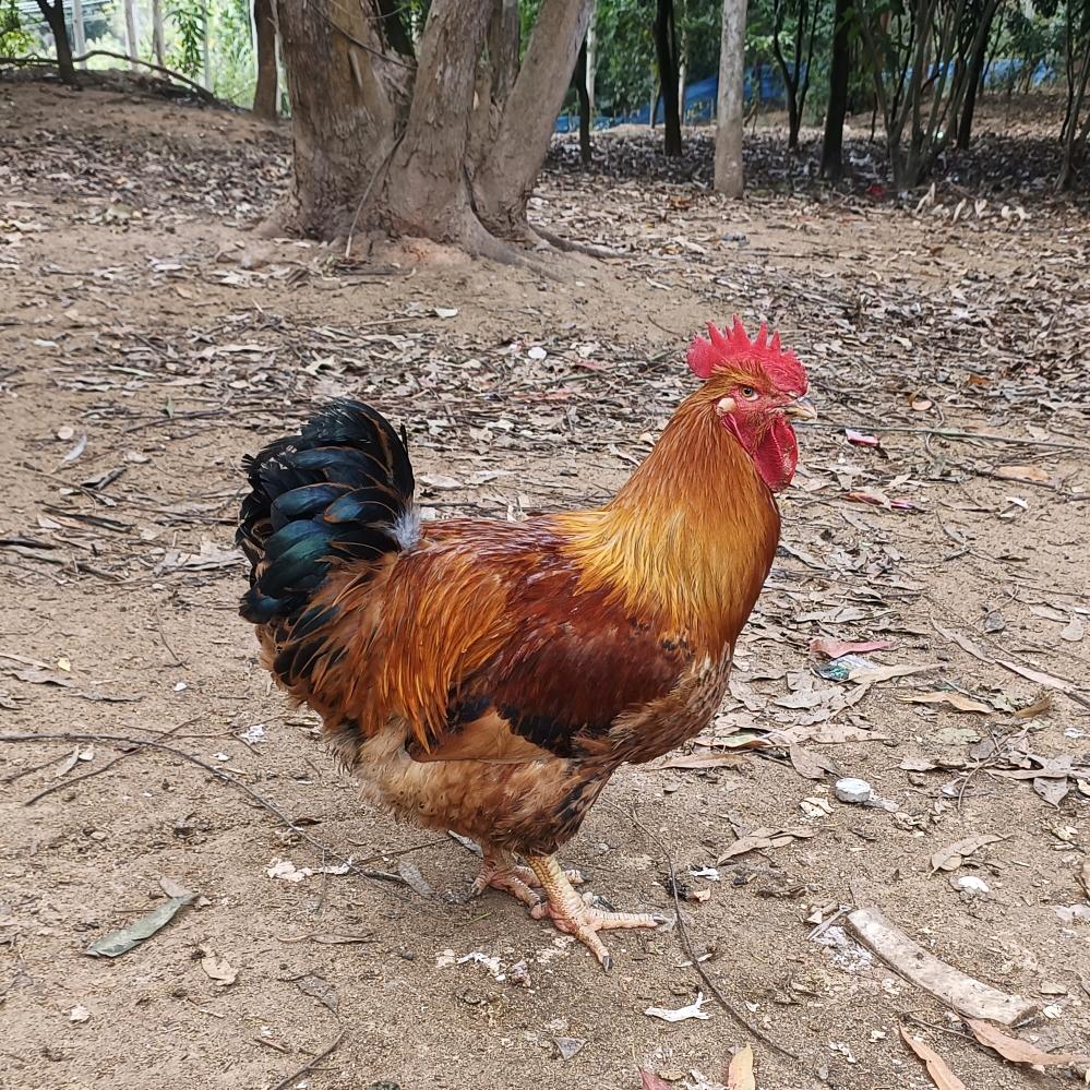 伍妹农场咕咕鸡🐔