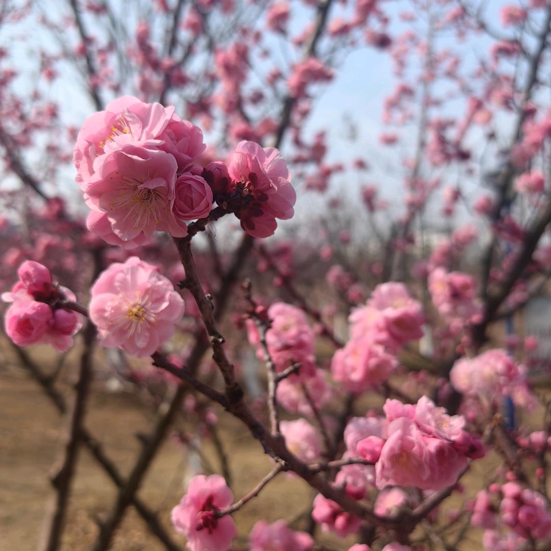 河东一歌