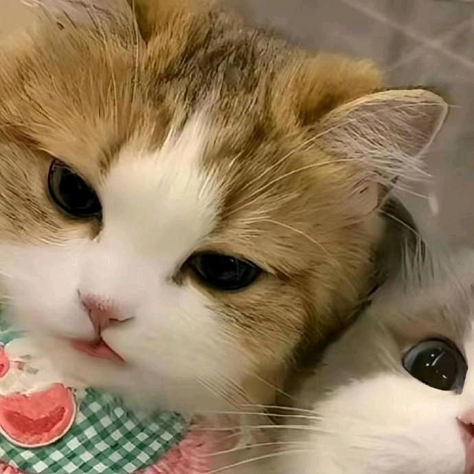 KISS