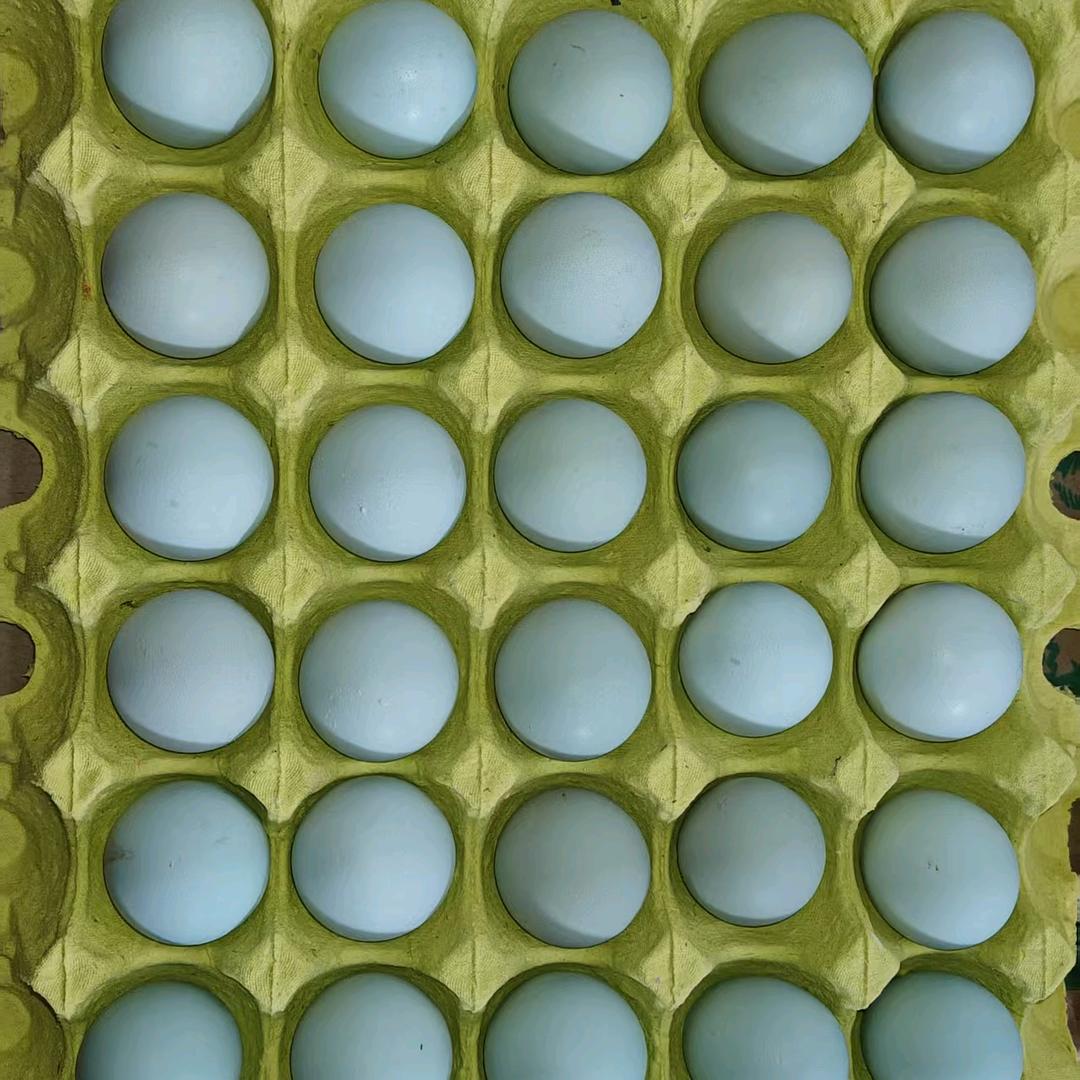 佳合绿壳蛋供应