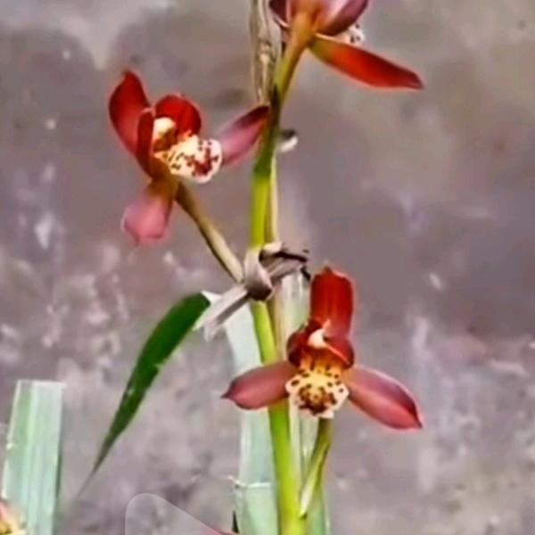 沁蘭苑
