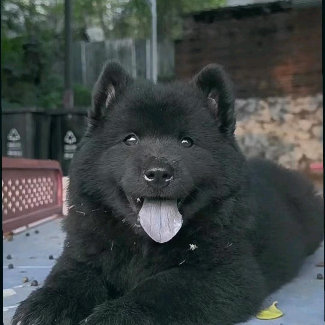 大大五黑犬基地（买🐶嘶聊）