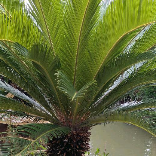 水中花