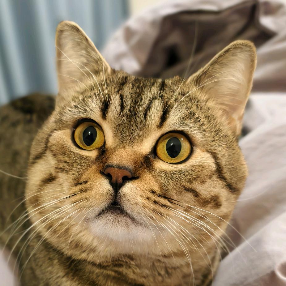 鸡蛋❤️的猫生