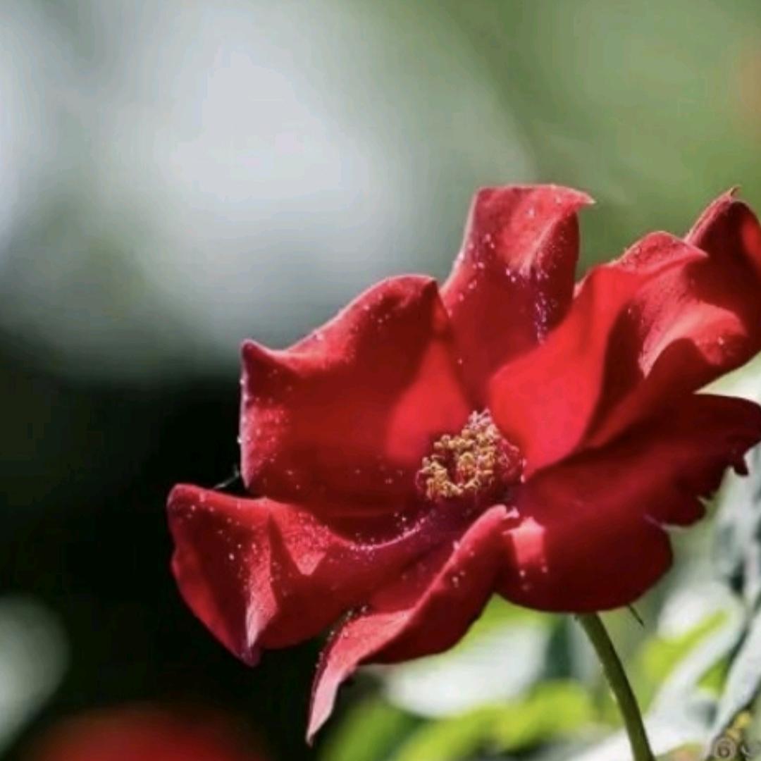 回憶帶著薄荷香