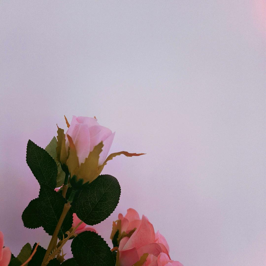 bbbbubble（简介是绿泡泡）