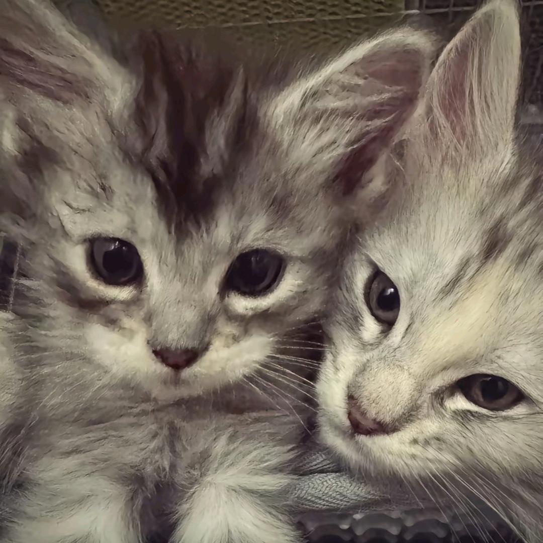 我是饺子型人格