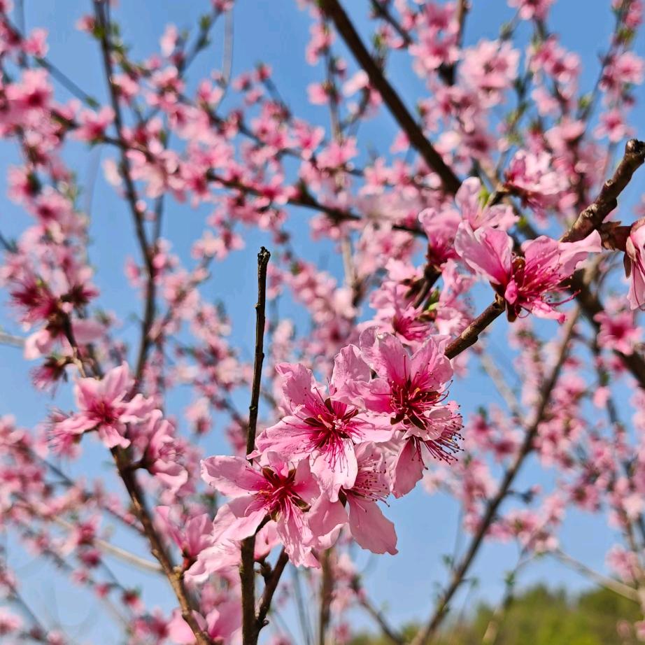 更在春山外