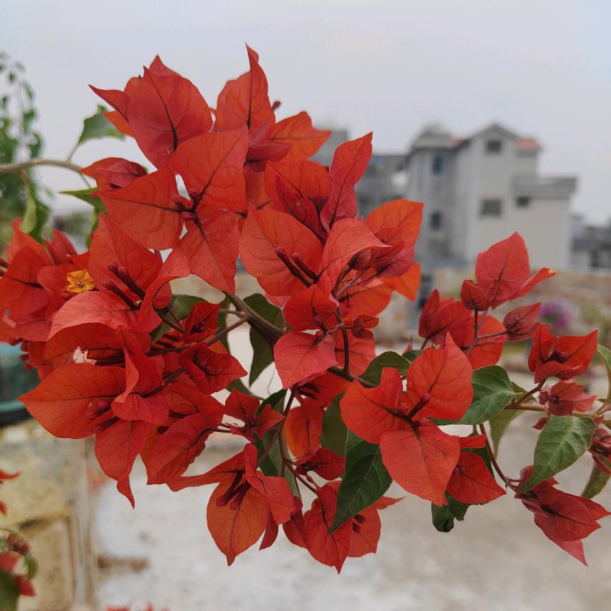 70后金猪（红姐）厨窗带货