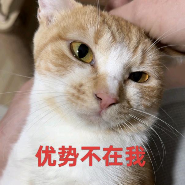 优势在我猫