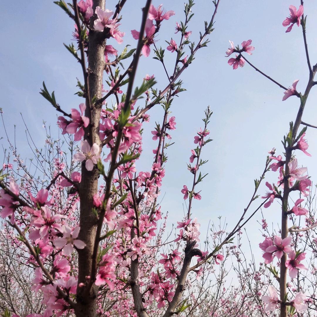 美羊羊钟楼好又多金银换毛毛