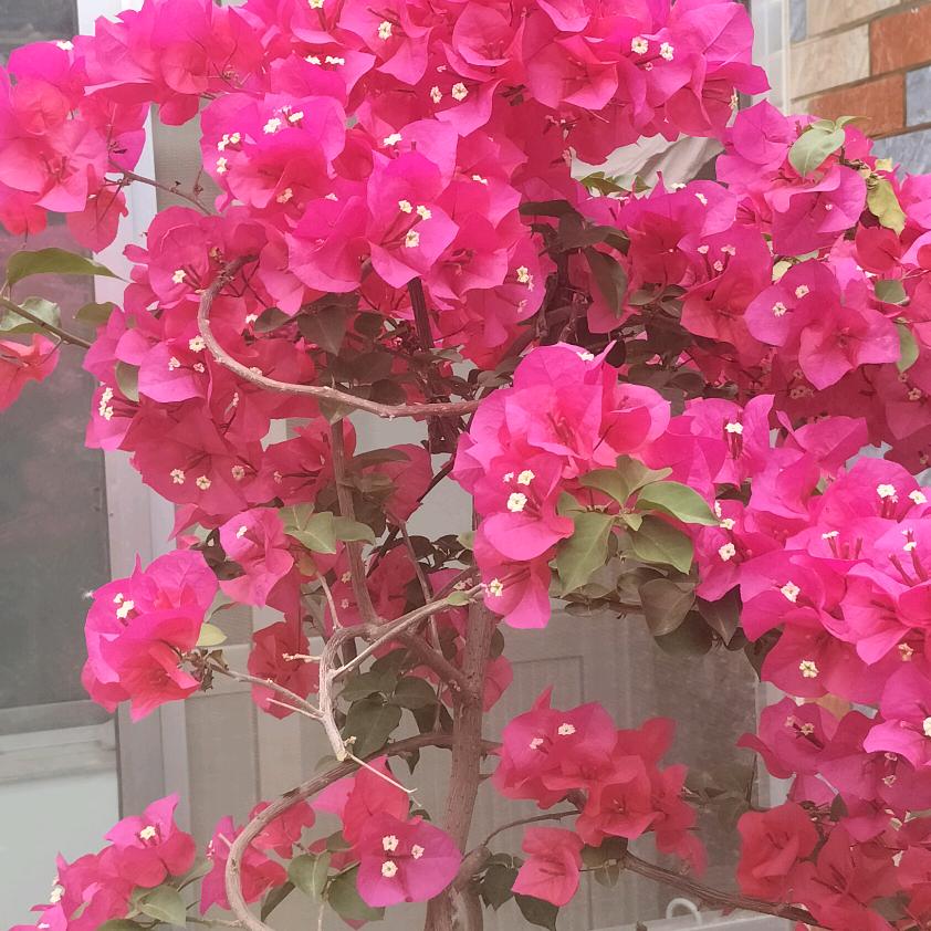 老杜