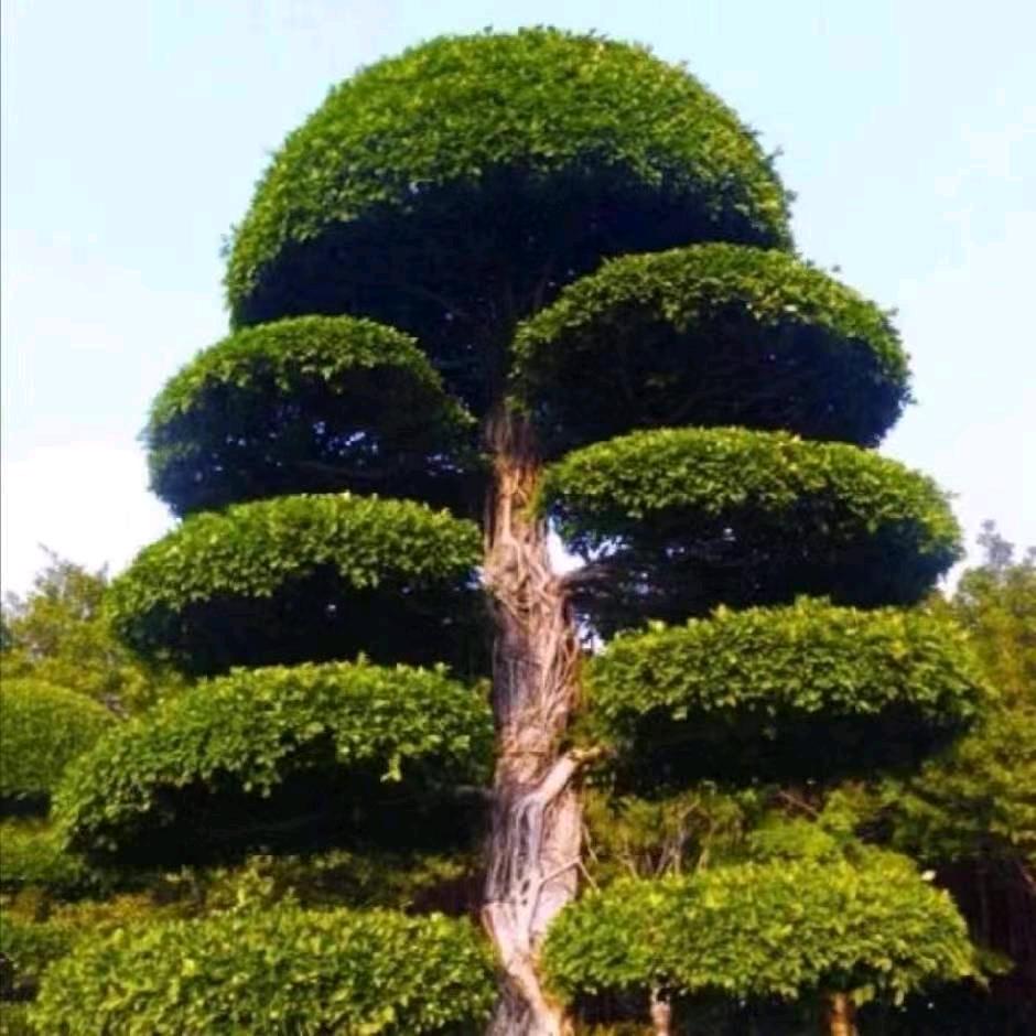 外气布场导引术（收徒）