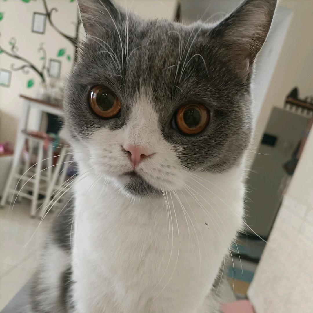 猛虎蔷薇
