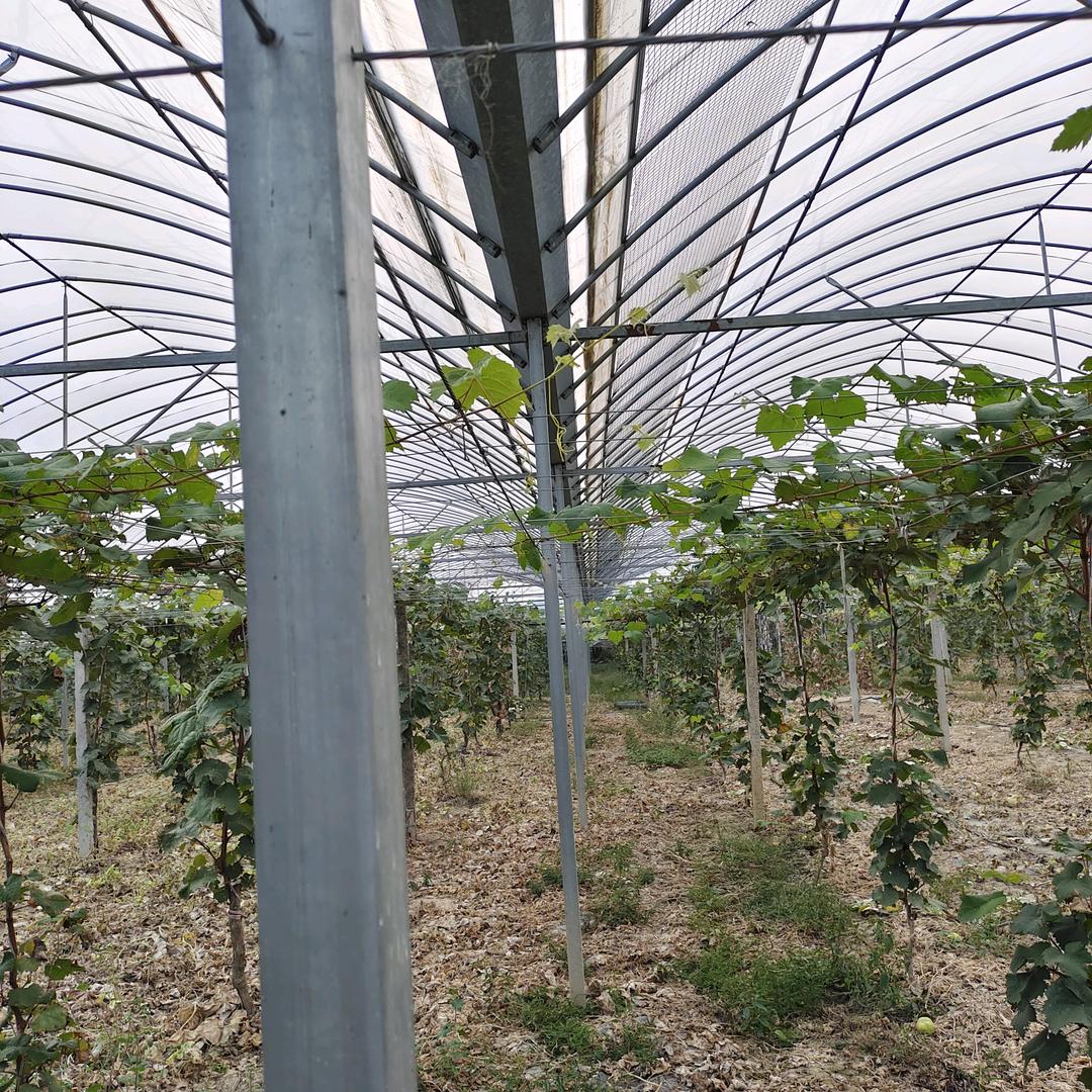 阿锋大棚精品管