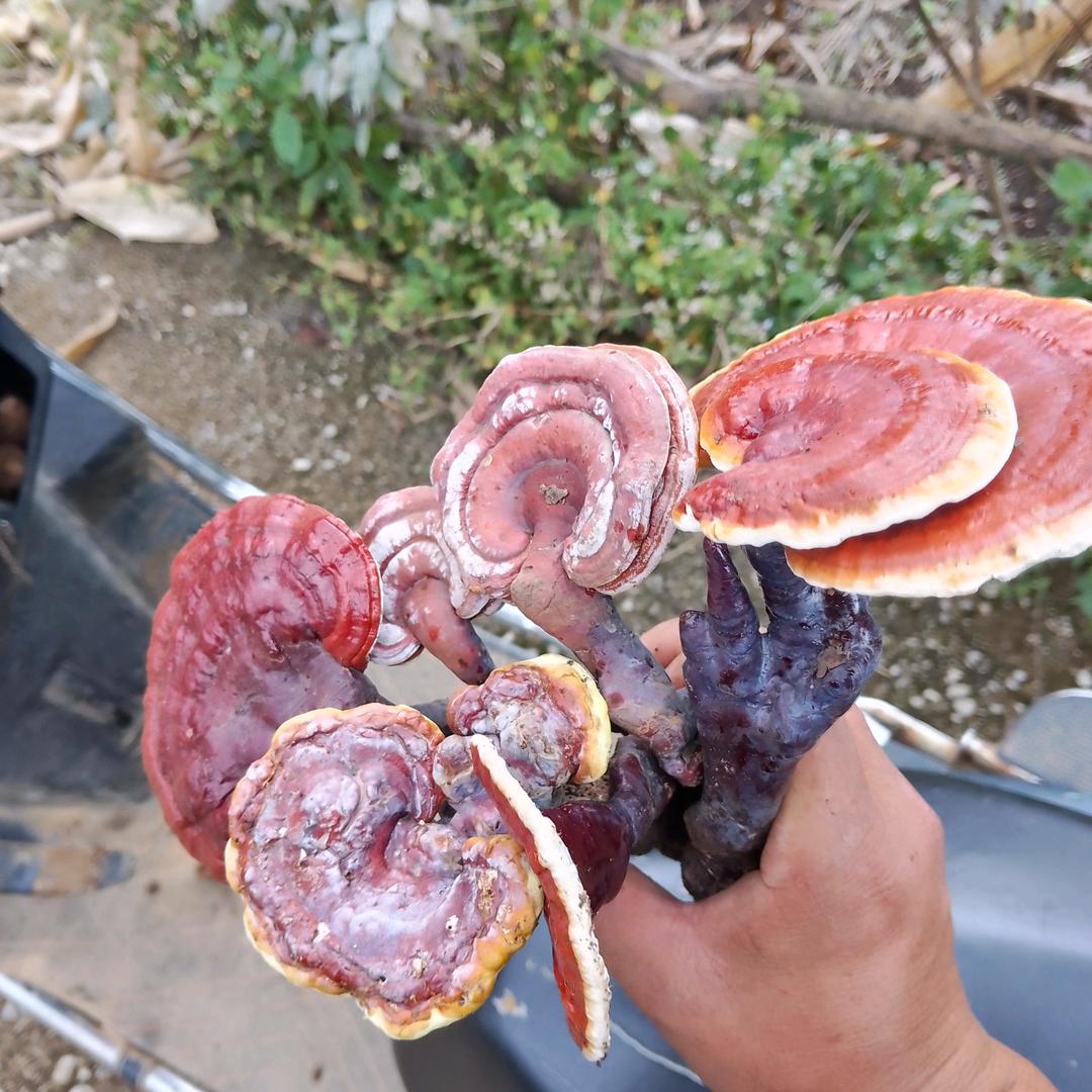 小丑皇