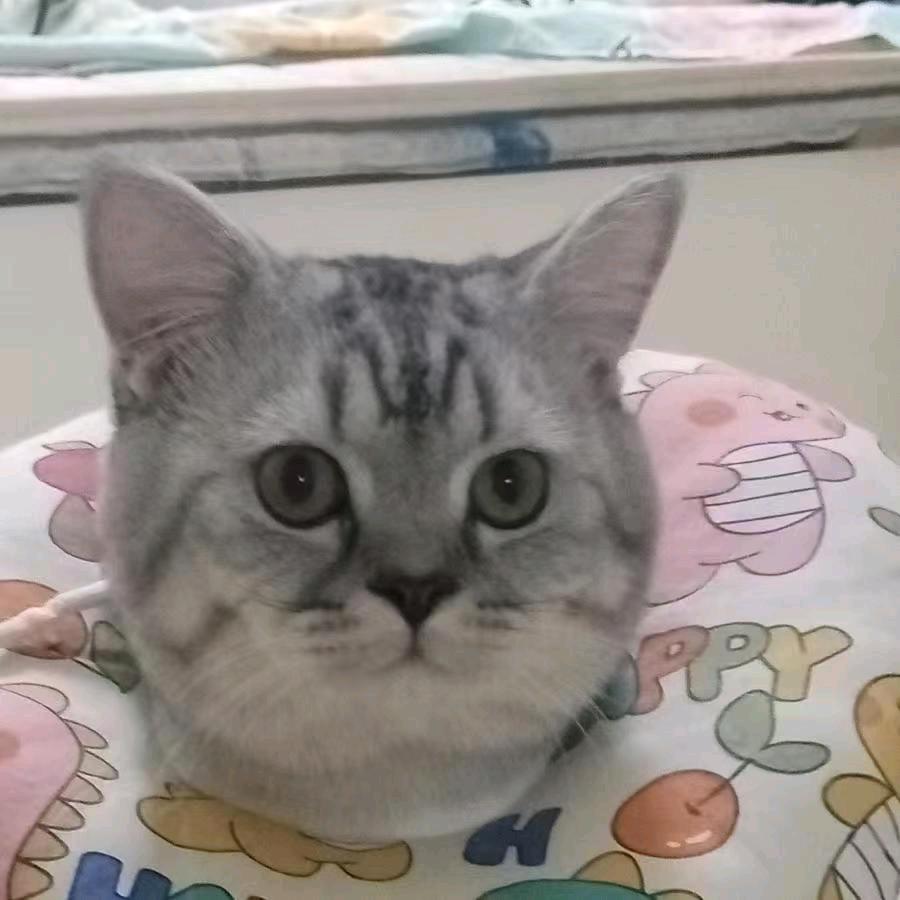 呆呆是只猫🐱