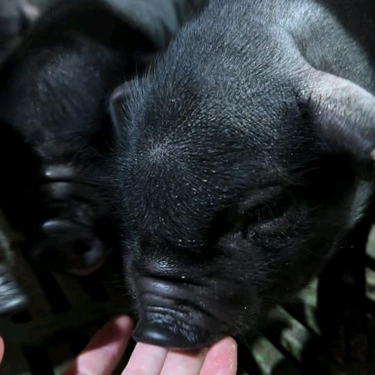 邦隆牧业种猪繁育