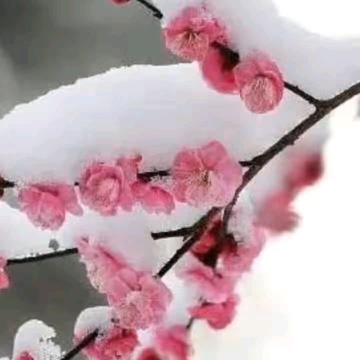 龍霸天