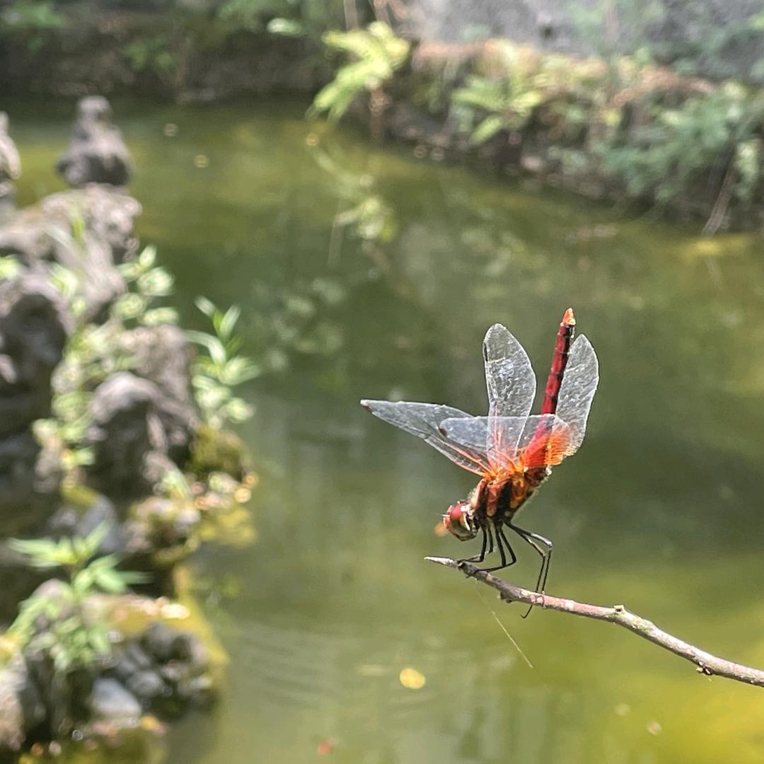 爱吾丫头