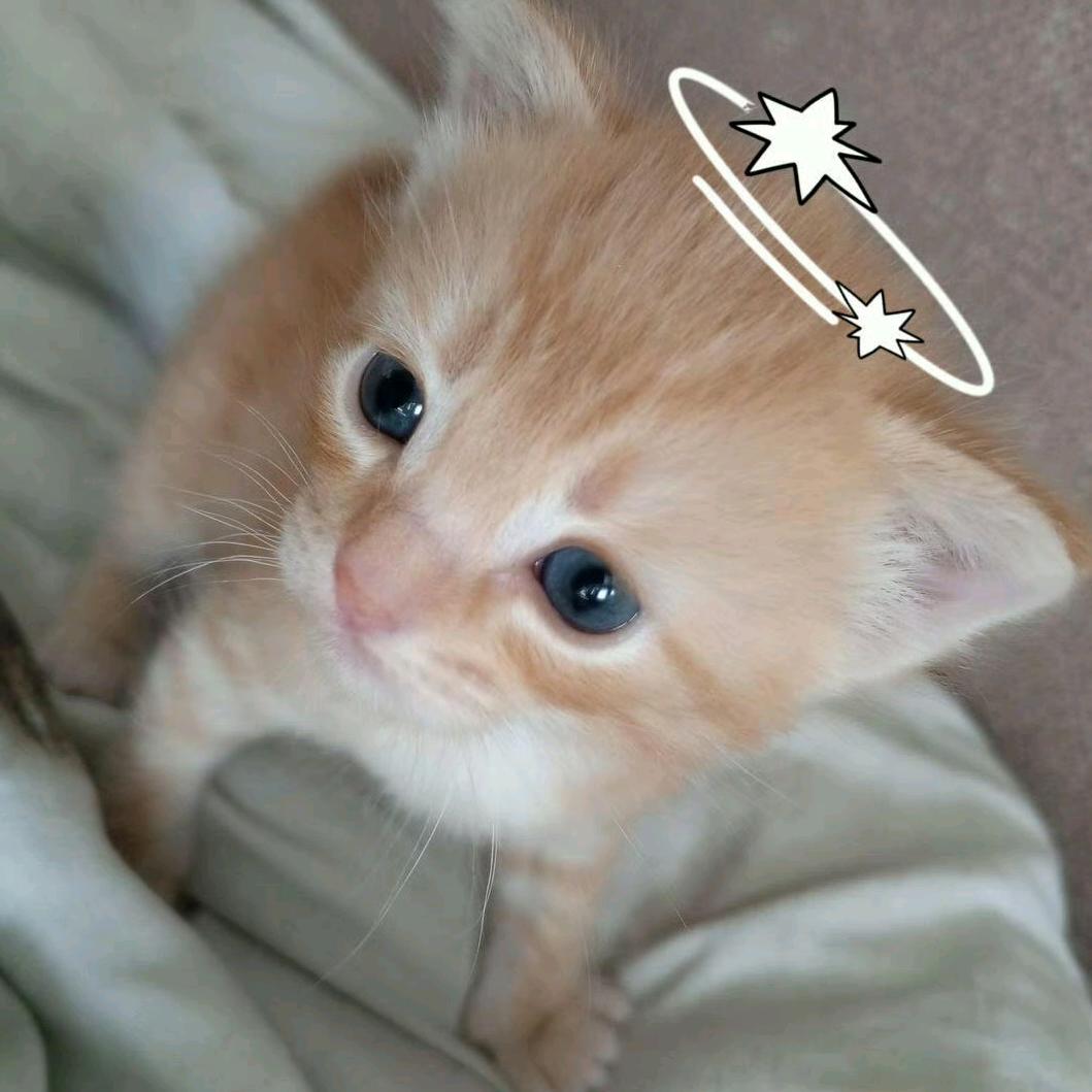 J1hAn CAT