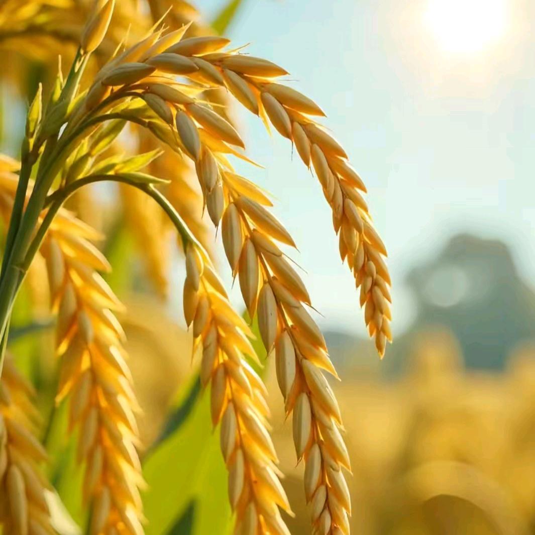 炮车蒸旺鲜肉包