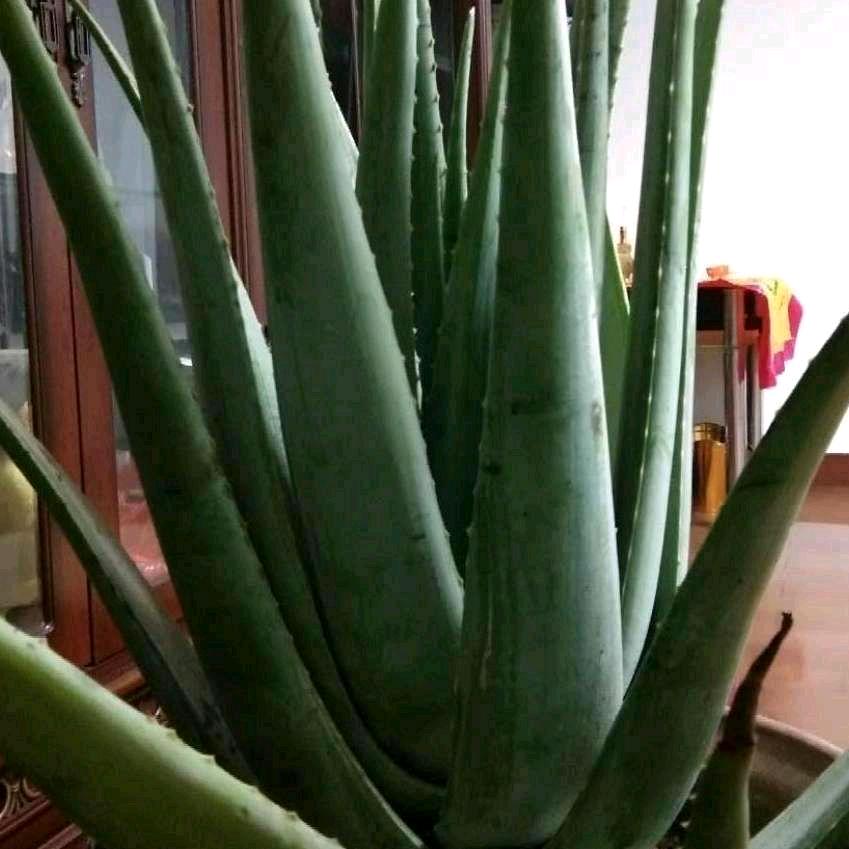 荟后创始人芦荟植物护肤总部