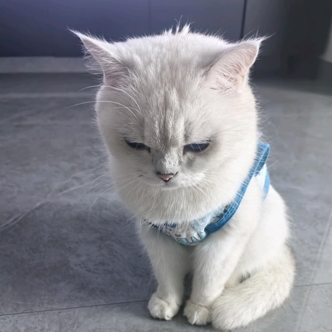 闹儿家的小猫咪