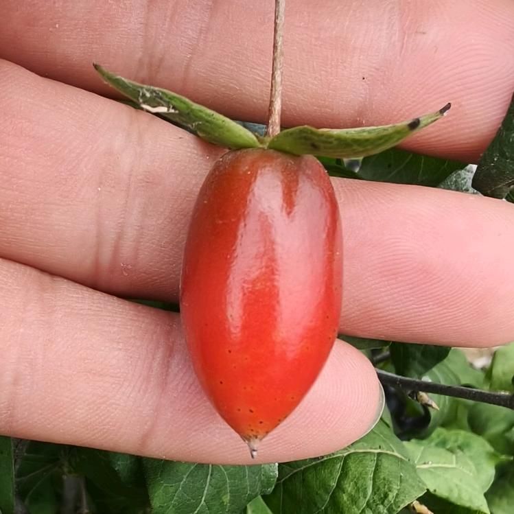 金陵老鸦柿基地