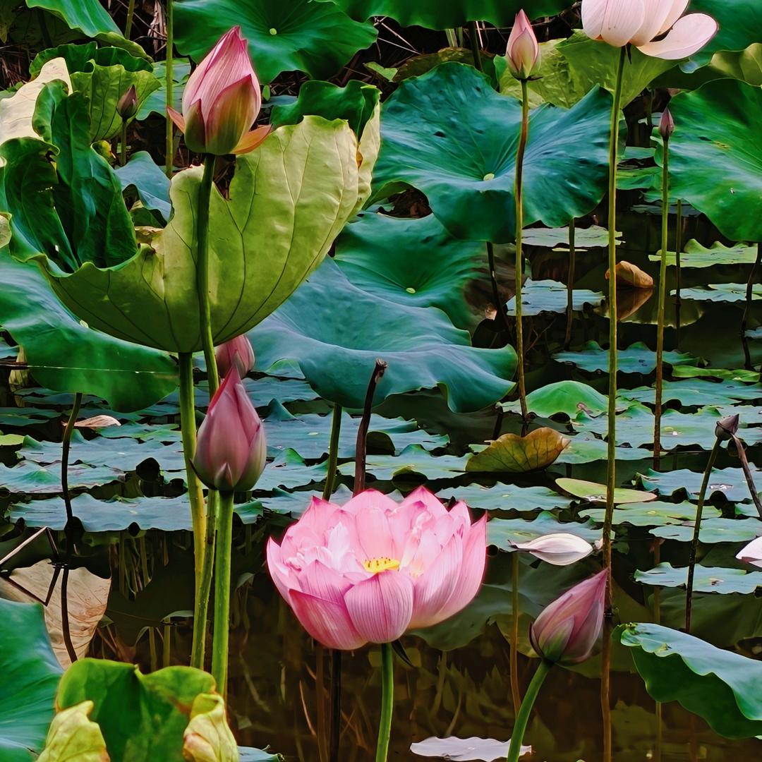钢琴🎹上的芭蕾