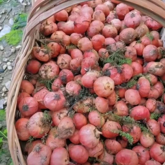 凡人有喜，萍水相逢，