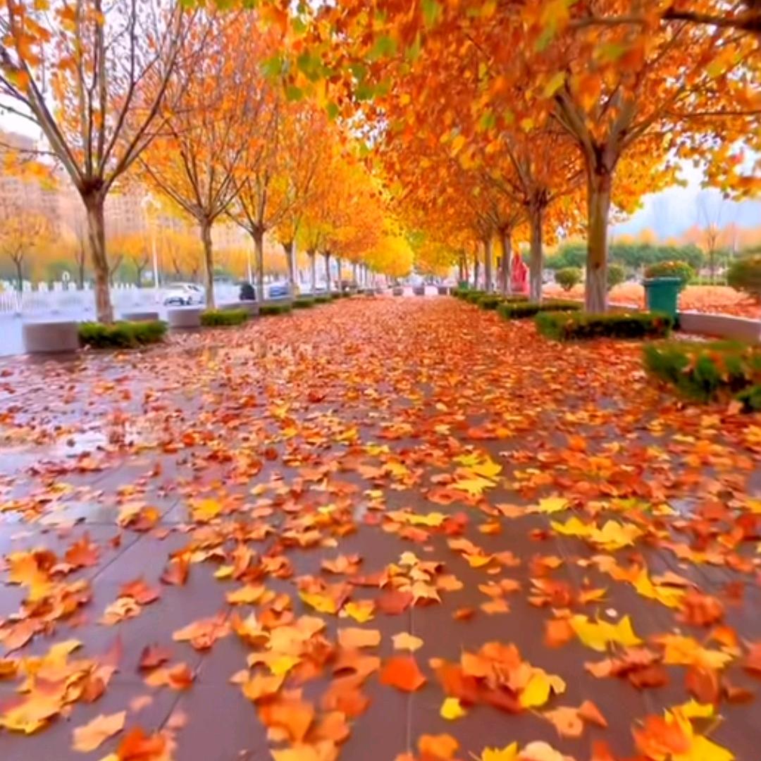 甄傅蚝生蚝直销