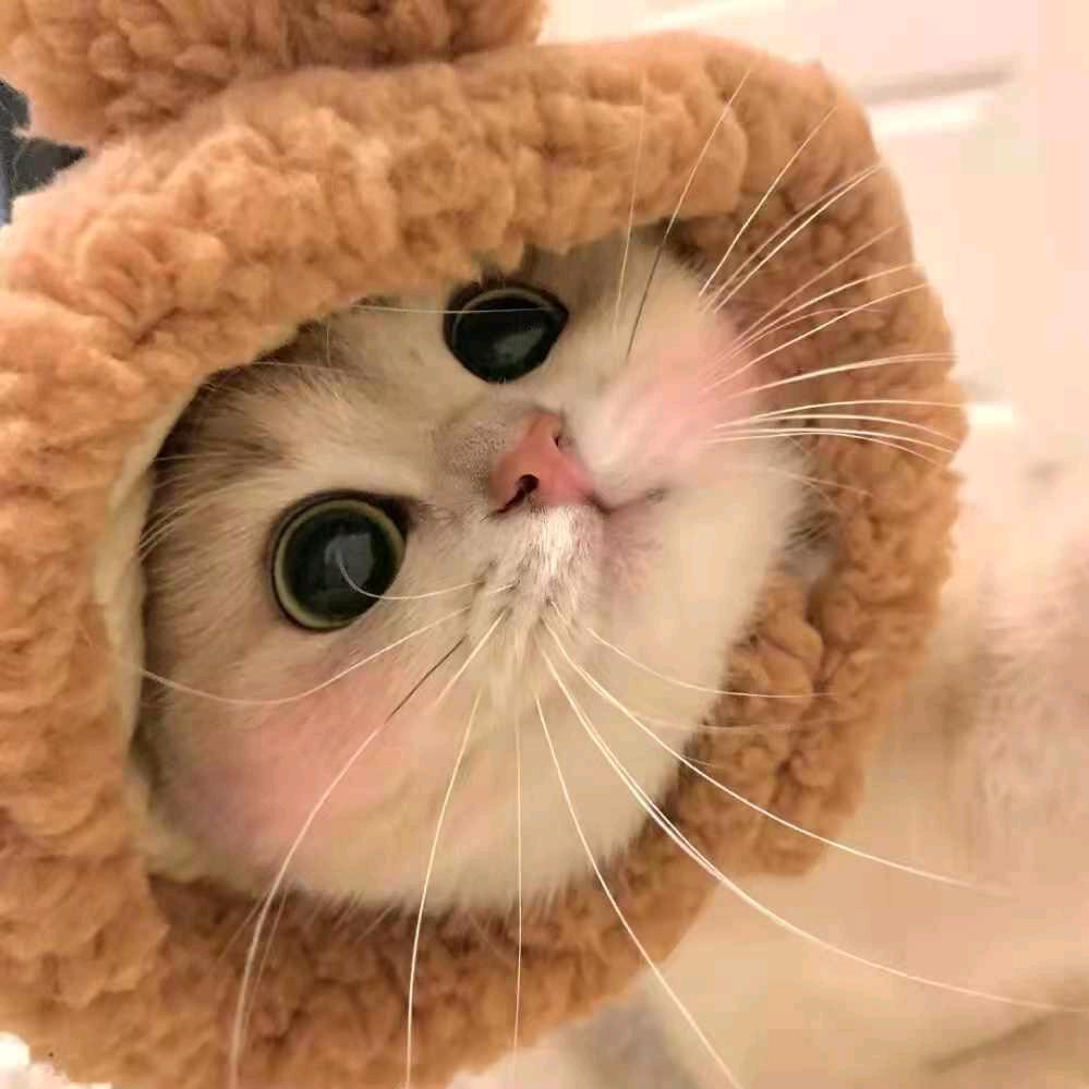张启艳