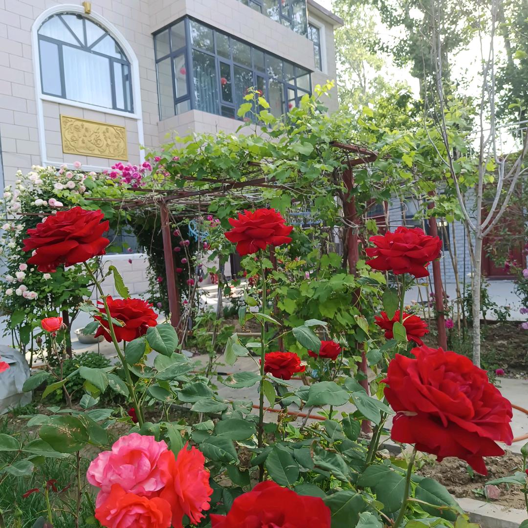 @扬群梦圆