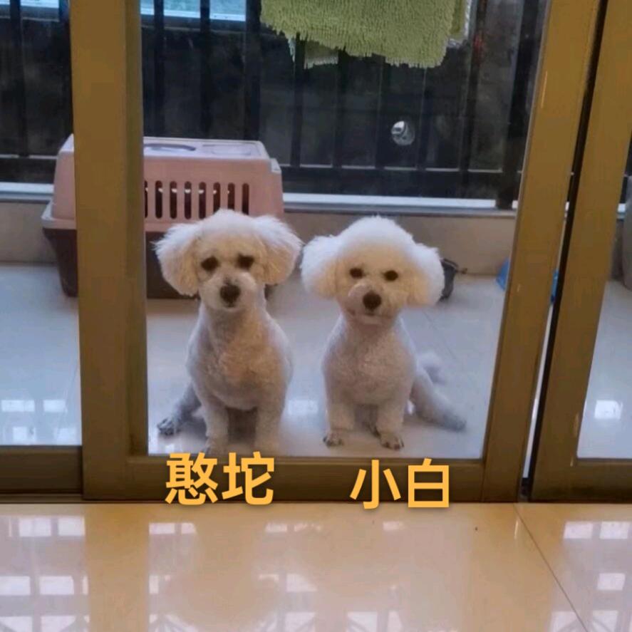 寻找我的毛孩子