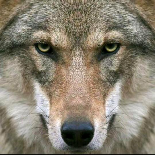 🏌️‍♂️停🏌️‍♂️