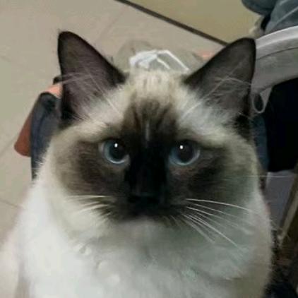 叉指导
