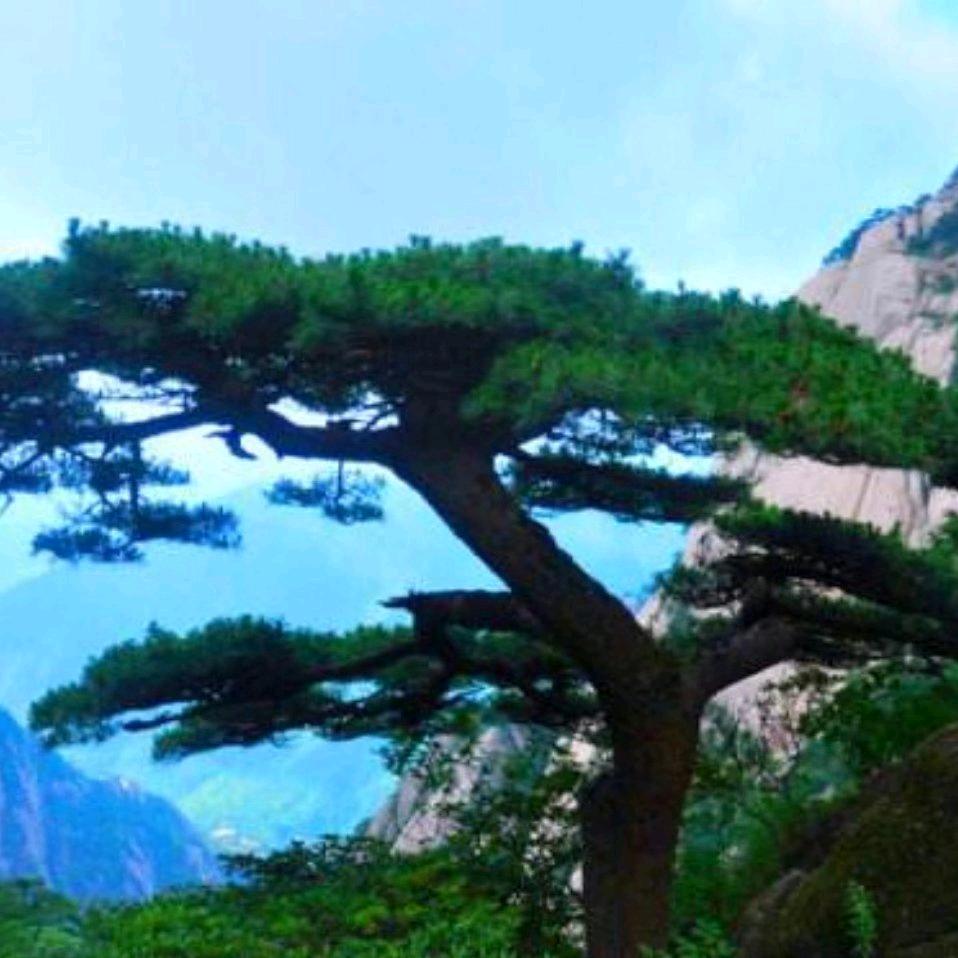高山朝阳松