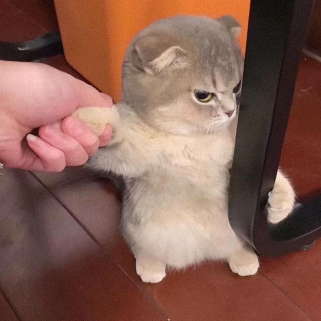 妖怪爱嚯冰阔落