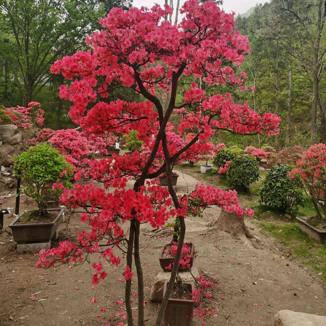 兰竹苑花卉