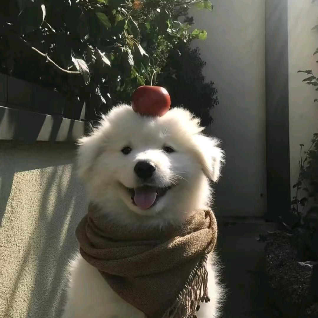 橙留香