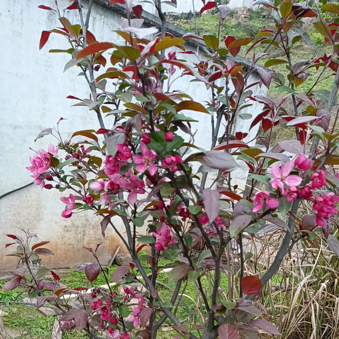 风雨彩虹。