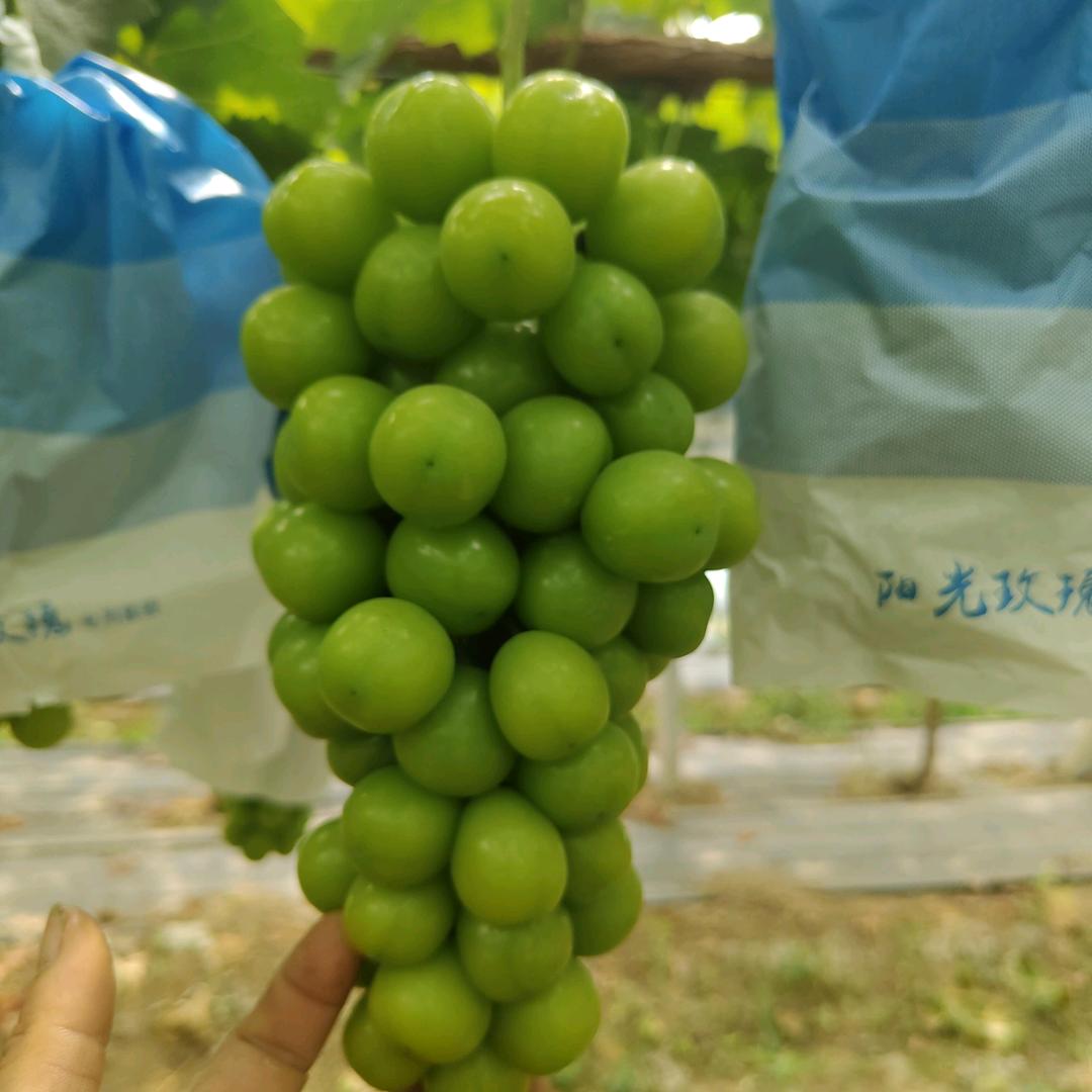 种葡萄的葡萄小刘