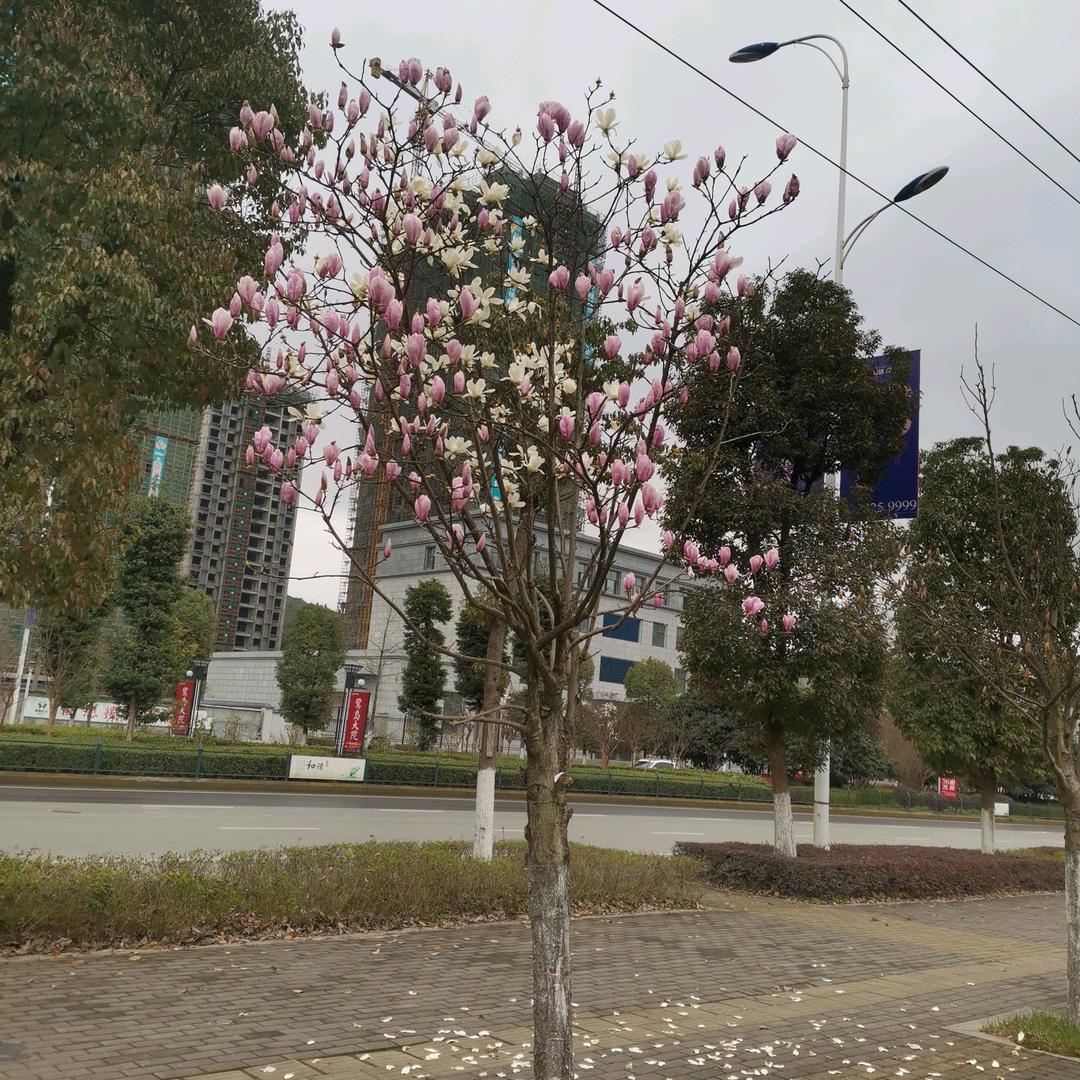 漂云