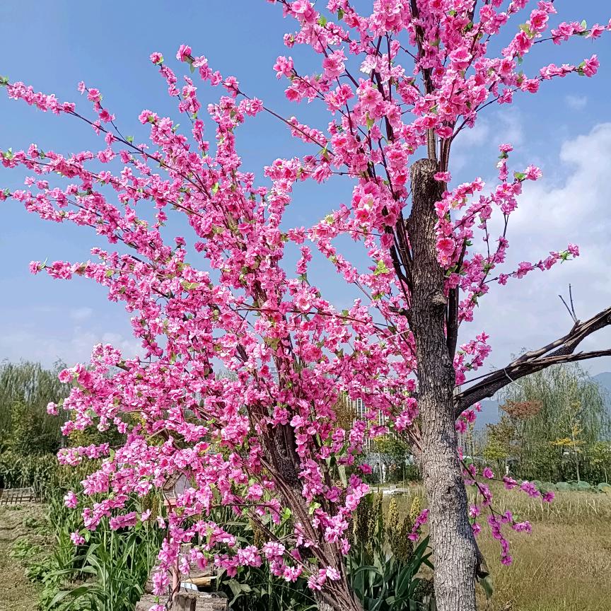 花杏子