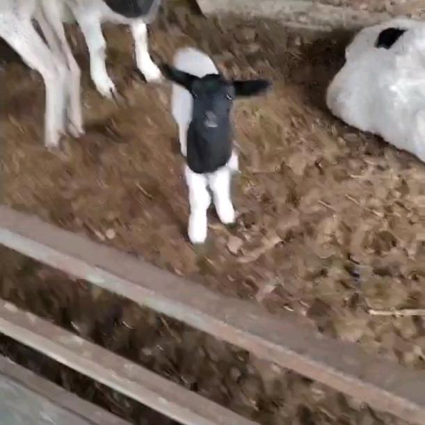 天天鲜羊肉