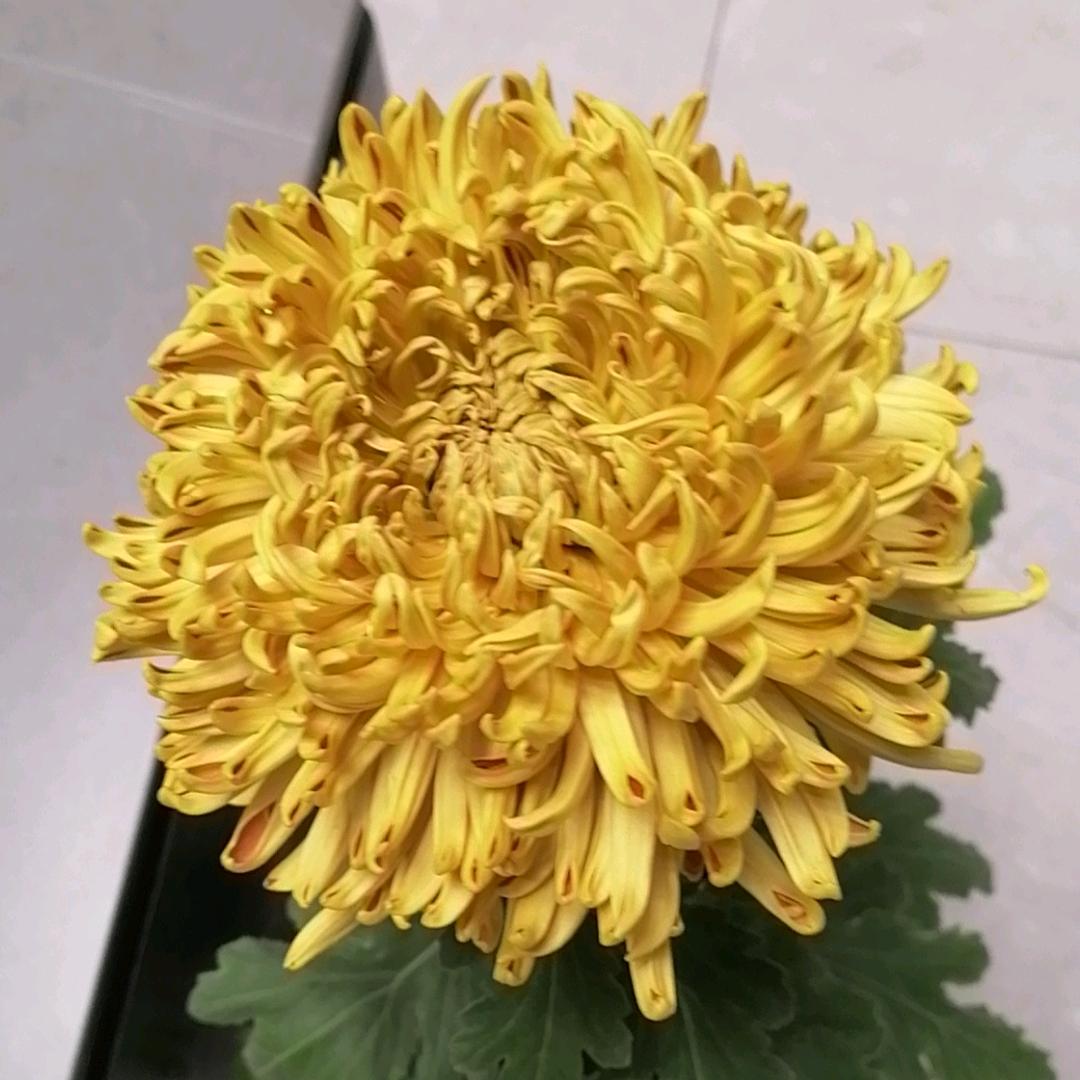 榴香圆