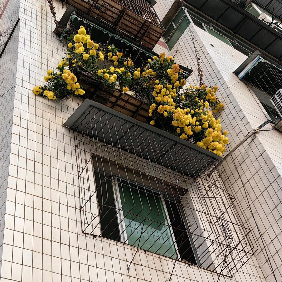 秋菊花