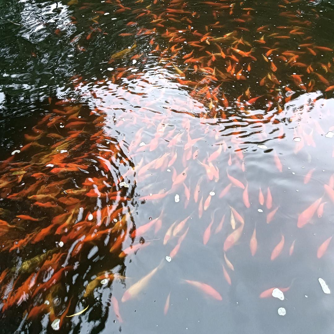 智向